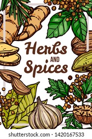 Spices and herbs vector color hand drawn poster. Design template with illustrations of ginger, garlic, parsley, cardamom, rosemary, bay leaves. Sketch background