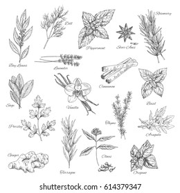 Spices and herbs vector dill, peppermint and anise, rosemary, bay leaf or lavender and cinnamon, basil or sage, parsley and vanilla or thyme, arugula, oregano or clove and ginger or tarragon seasoning