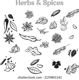 Spices and herbs vector illustrations