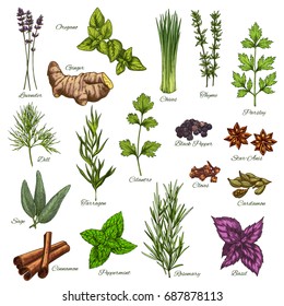 Spices and herbs vector isolated icons set of lavender, oregano or ginger root and thyme or chives, organic seasonings of parsley, dill or black pepper and sage or cinnamon and farm peppermint
