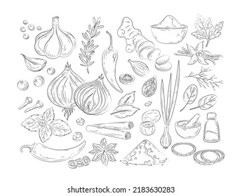 Spices and herbs. Vector set of hand drawn kitchen herbs with vanilla,  anise, ginger, cinnamon, curry, basil, garlic, pepper, rosemary. Popular indian spices in doodle style for menu, pattern, banner