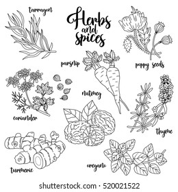 Spices and herbs vector set to prepare delicious and healthy food. Contour botanical illustration on white background with turmeric, parsnip, tarragon, coriander, oregano, thyme, poppy seed, nutmeg.