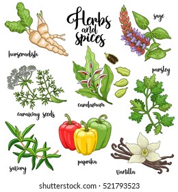 Spices and herbs vector set to prepare delicious healthy food. Colored botanical illustration on white background with horseradish, sage, caraway seeds, savory, cardamom, paprika, parsley, vanilla.