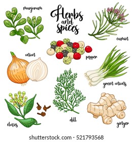 Spices and herbs vector set to prepare delicious and healthy food. Colored botanical illustration on white background with marjoram, onion, cloves, pepper, cumin, ginger, green onions, dill.