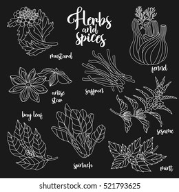 Spices and herbs vector set to prepare delicious and healthy food. Contour botanical illustration on dark background with mustard, bay leaf, anise star, saffron, sesame, fennel, mint, spinach.
