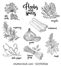 Spices and herbs vector set to prepare delicious healthy food. Contour botanical illustration on white background with dill seed, rosemary, chili pepper, arugula, garlic, cinnamon, basil, lemongrass.