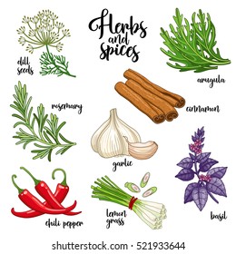 Spices and herbs vector set to prepare delicious healthy food. Colored botanical illustration on white background with dill seed, rosemary, chili pepper, arugula, garlic, cinnamon, basil, lemongrass.