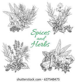 Spices And Herbs Vector. Sketch Seasonings Bunch Of Dill Or Peppermint And Sage Leaf, Anise Seeds And Bay Dressing, Tarragon Rosemary Or Oregano And Thyme Flavoring, Vanilla And Cinnamon Or Parsley