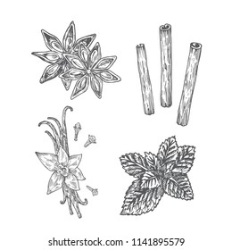 Spices Illustration. Anise, Vanilla with Clove, Mint and Cinnamon Abstract Sketch. Hand Drawn Vector Illustration. Isolated.