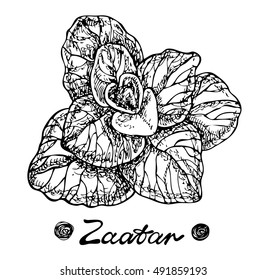 Spices leaves. Spices. Vector hand drawn graphic illustration. Sketchy style.