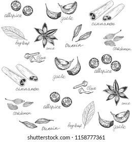Spices with names background. Hand-drawn vector illustration.