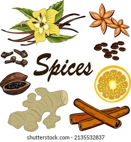 Spices set in vector illustration.A set of spices on a transparent background in color vector illustration with text.