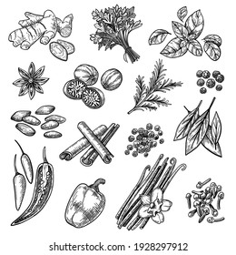 Spices sketches set. Hand drawn cinnamon, cardamom, nutmeg, ginger, clove, vanilla, basil, oregano, rosemary, pepper. Engraved vector illustration for aromatic herbs, cooking ingredients concept