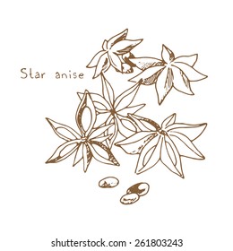 Spices: star anise, sketch illustration.