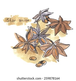 Spices: star anise, watercolor illustration.