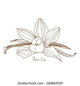 Spices: vanilla, sketch illustration.