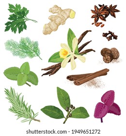 Spices. Vector menu icon set. Hand drawn realistic symbols.