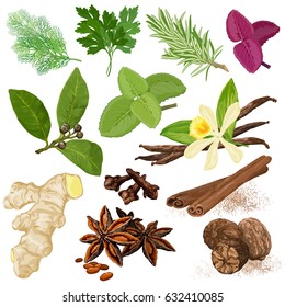 Especiarias. Conjunto de ícones do menu Vetor. Dill, salsa, coentro, alecrim, manjerona, manjericão, hortelã, louro, baunilha, cravo, canela, anis estrelado, gengibre e noz-moscada desenhados à mão símbolos realistas. 