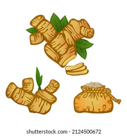 Spicy ginger root with green leaves. Colored hand drawn vector isolated on white background.
