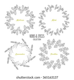 Spicy herb circle frames collection. Hand drawn melissa, mint, lavender, perilla. Kitchen background. Vector illustration