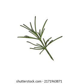 Spicy herbal cumin branch with needle leaves hand drawn engraved vector illustration isolated on white background. Vintage style cumin or jeera zira plant.