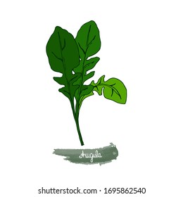 Spicy herbs. Arugula. Color image of a plant on a white isolated background. Vector illustration is drawn by hand. Doodle style