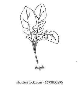 Spicy herbs. Arugula. Image of a plant on a white isolated background. Vector illustration is drawn by hand. Doodle style.