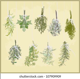 Spicy herbs. Collection of fresh herbs. Illustration spicy herbs.