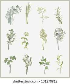 Spicy herbs. Collection of fresh herbs. Illustration spicy herbs.