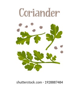 Spicy herbs for cooking. Coriander leaves and seeds. Healthy nutrition product. Vector hand drawn flat isolated illustration with dry brush texture and hand written lettering for your design.