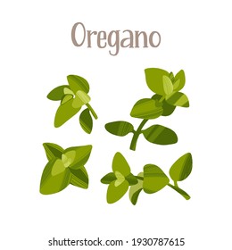 Spicy herbs for cooking. Fresh oregano. Healthy nutrition product. Vector hand drawn flat isolated illustration with dry brush texture and hand written lettering for your design.