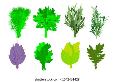 spicy herbs and herbs. Dill, parsley, ruccola and basil, Thyme and thyme. Lemon mint. Sprigs of kitchen greens isolated on white background. vector illustration