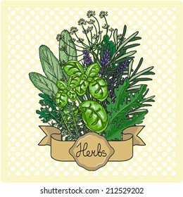 Spicy herbs. Hand drawn vector illustration.