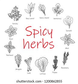 Spicy herbs set. Illustration in Linear Engraving Style. Hand drawn illustration. Herbs for kitchen