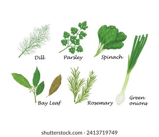 Spicy herbs. A set of spicy herbs such as dill, parsley, spinach, and also bay leaf, rosemary and onion. Medicinal herbs and spices. A vegetarian product. Vector illustration