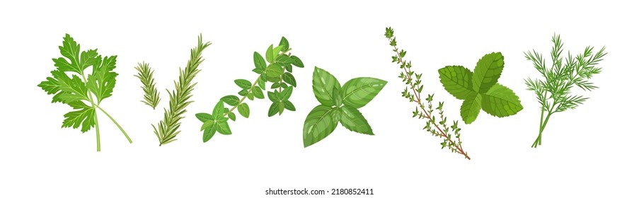 Spicy herbs set with thyme, mint, oregano and other plants, vector illustration isolated on white banner background