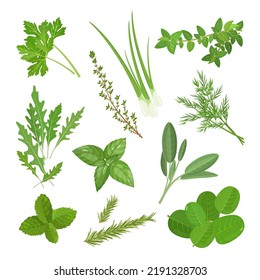 Spicy medicinal  culinary herbs set with thyme, mint, oregano, spinach and other plants, vector illustration isolated on white square background