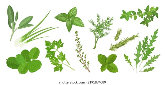 Spicy medicinal  culinary herbs set with thyme, mint, oregano, spinach and other plants, vector illustration isolated on white banner background