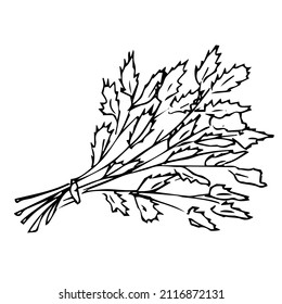 Spicy plants .Doodles ,vector,black and white illustration,coloring book for adults and children.