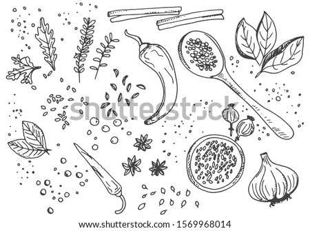 spicy spices and herbs set background