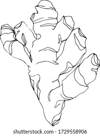 Spicy turmeric vector  line art