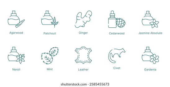 Spicy and Woody Fragrance Notes Vector Icon Set