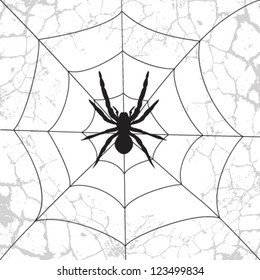 spider