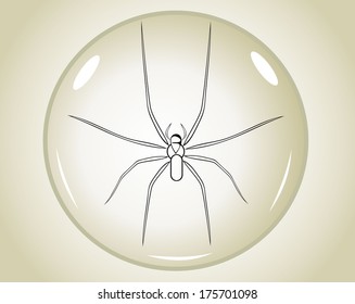spider