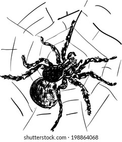 spider