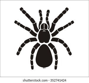 spider