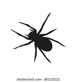 spider