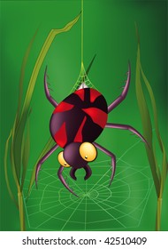 spider
