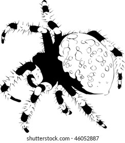 spider