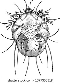 Spider is air breathing arthropods that have eight legs vintage line drawing or engraving illustration.